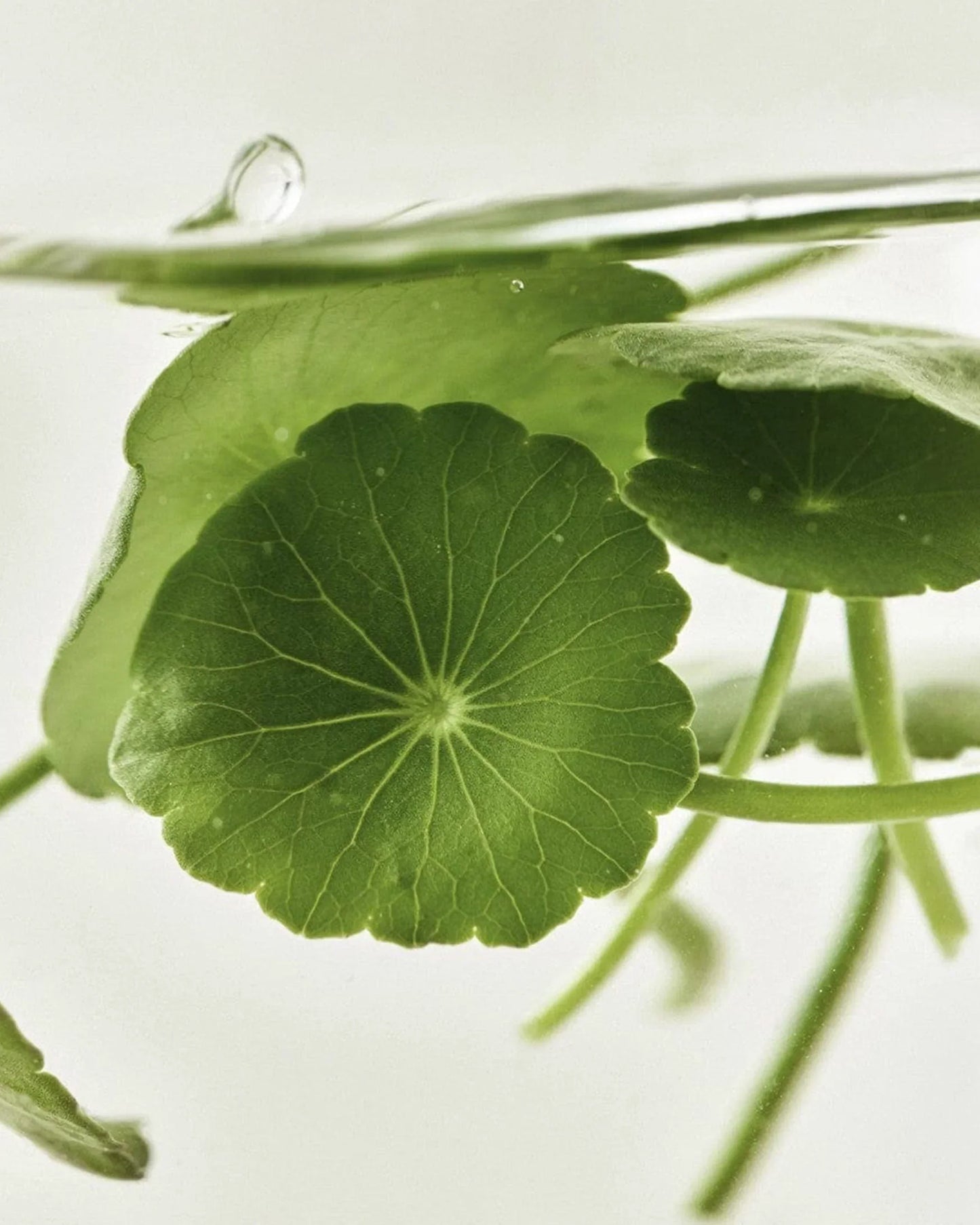 Light On Serum : Centella + Vitamin C