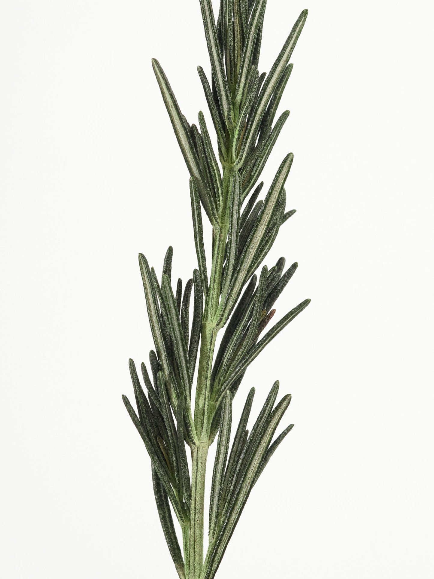 Rosemary Scalp 3 in 1 treatment